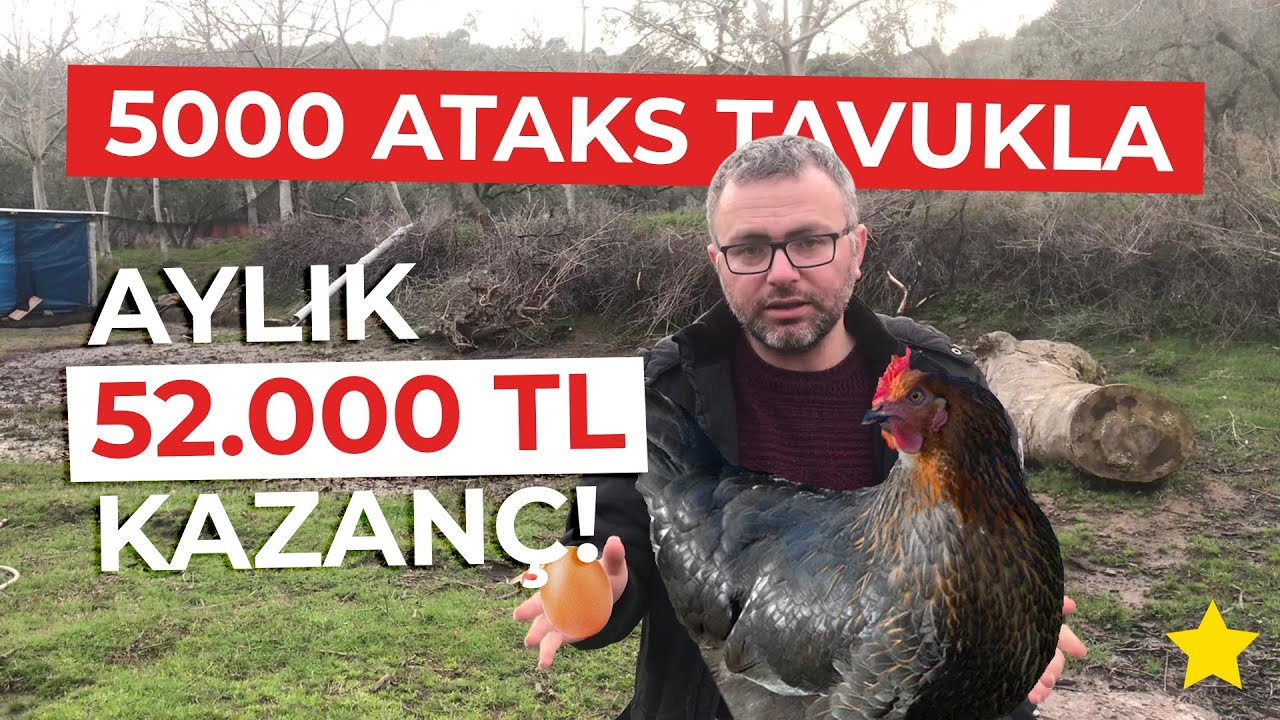 ATAKS TAVUK YUMURTA VERİMİ NASIL? | ATAKS TAVUKTA NE KADAR PARA VAR? | ATAKSIN ÖZELLİKLERİ NELER?