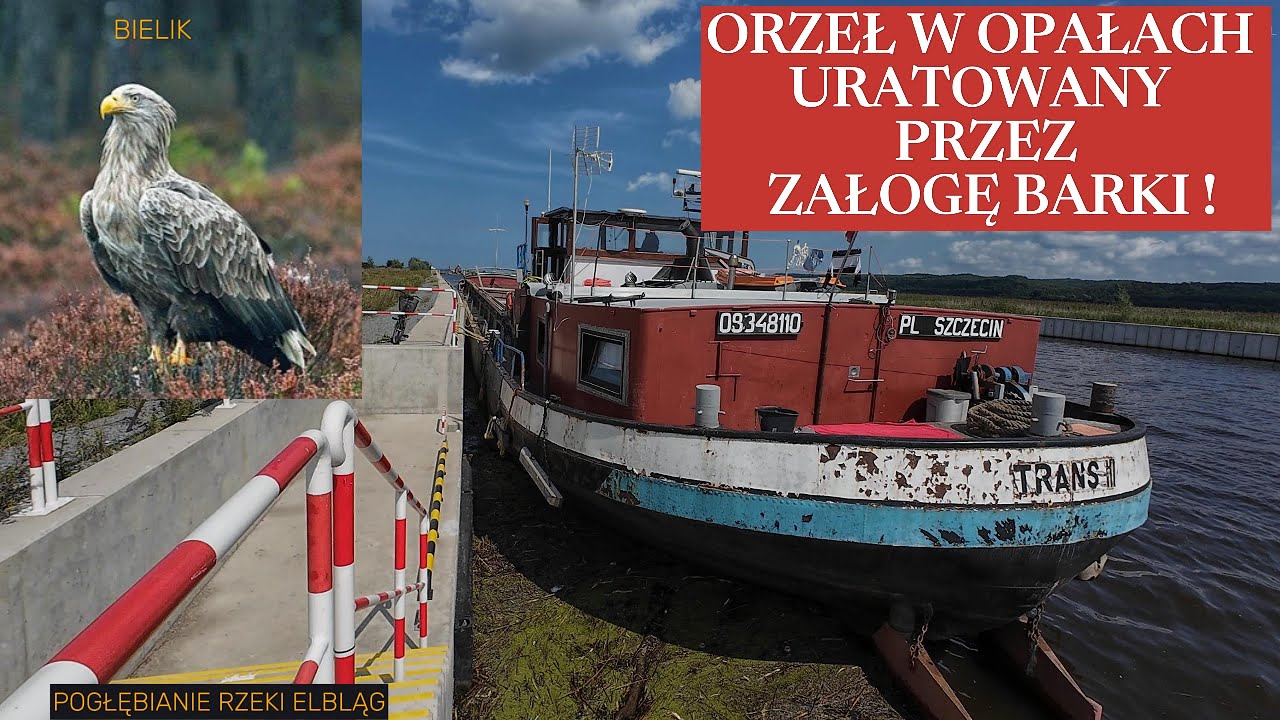 SŁABO ! ORZEŁ URATOWANY PRZEZ ZAŁOGĘ BARKI  -HASŁO:PRZEKOP MIERZEI WIŚLANEJ