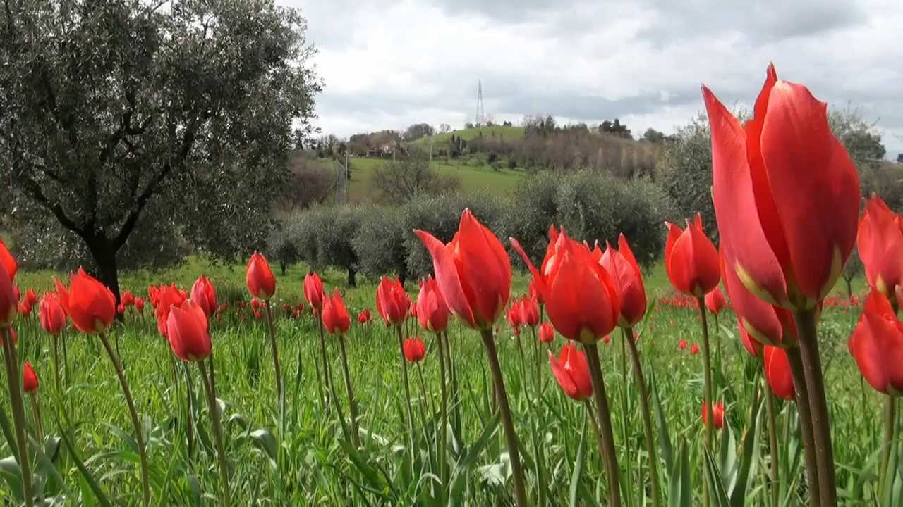 colline marchigiane in fiore