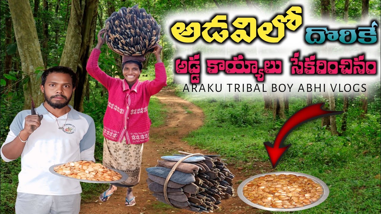 Village Vlog || అడవిలో అడ్డ కాయలు సేకరణ || Arakutribalboyabhivlogs 