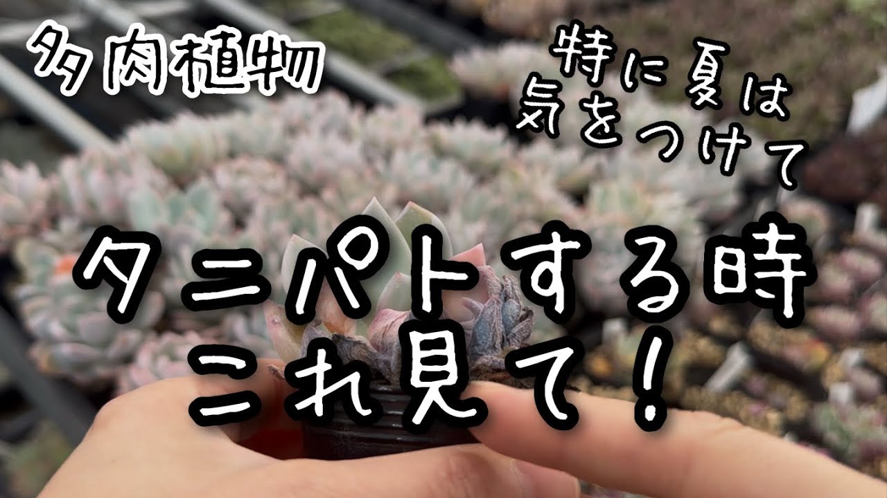 【多肉植物】暑くなってきたらタニパトする時ここ見てほしい！