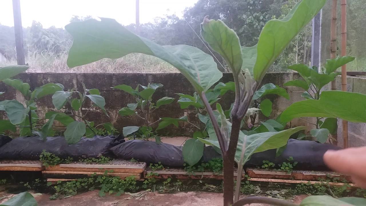 Como realizar desbrota em berinjela.