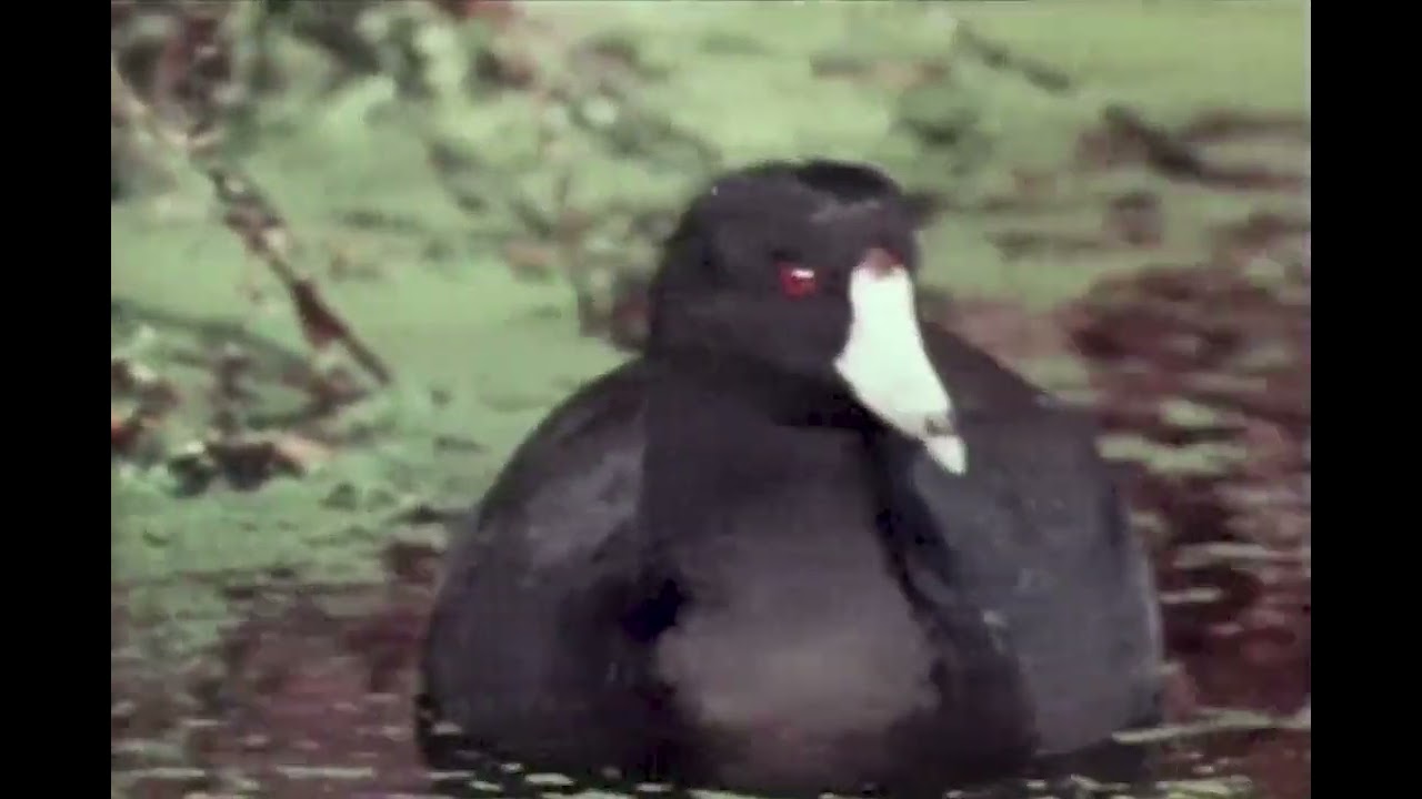 Nuclear Research in the Wild Kingdom | Mutual of Omaha's Wild Kingdom