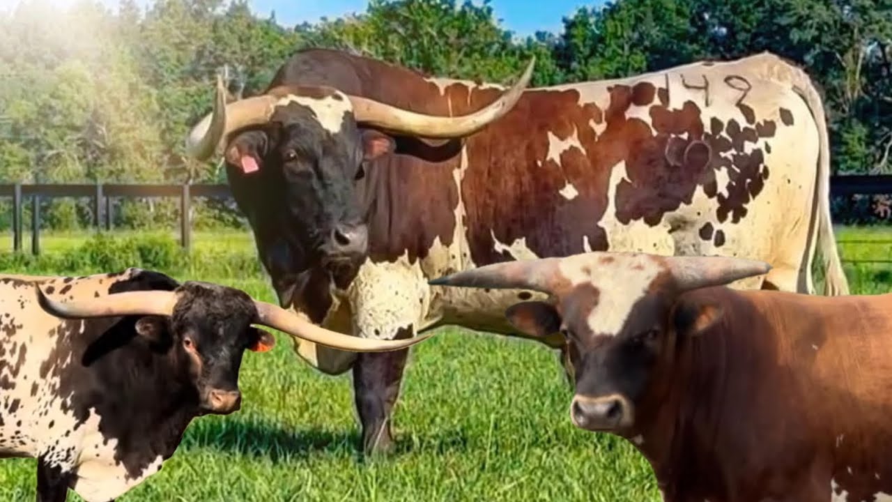 Analyzing Longhorn Lesters entire herd Episode 1: Bulls