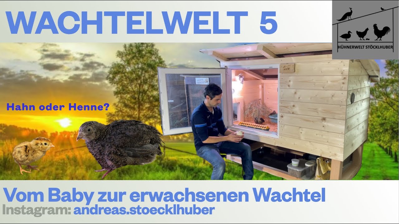 Wachtelwelt 5 Die ersten 6 Wochen einer japanischen Legewachtel