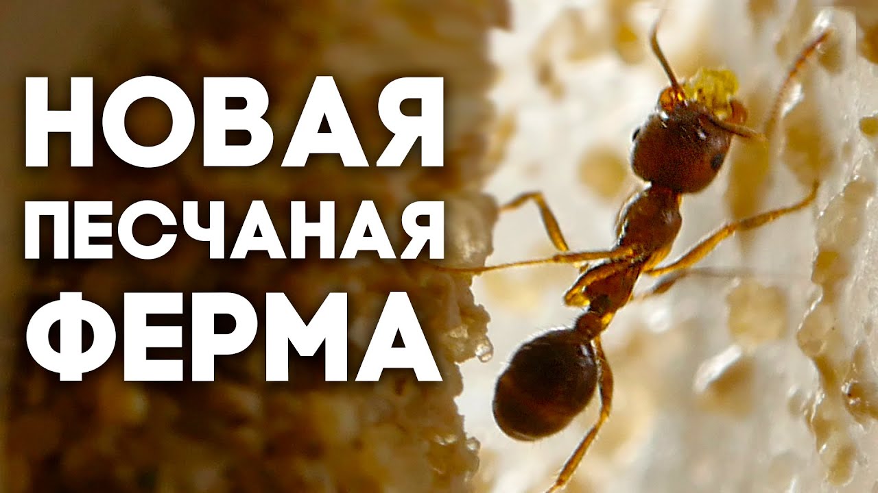 ЗАСЕЛЯЕМ ЖНЕЦОВ В НОВУЮ МУРАВЬИНУЮ ФЕРМУ С ПЕСКОМ! ПЕРЕСЕЛЕНИЕ МУРАВЬЁВ Messor rufus! Димон и пумба.
