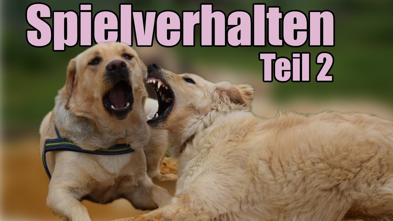 Spielverhalten Teil 2 - Woran erkenne ich, dass Hunde WIRKLICH spielen?