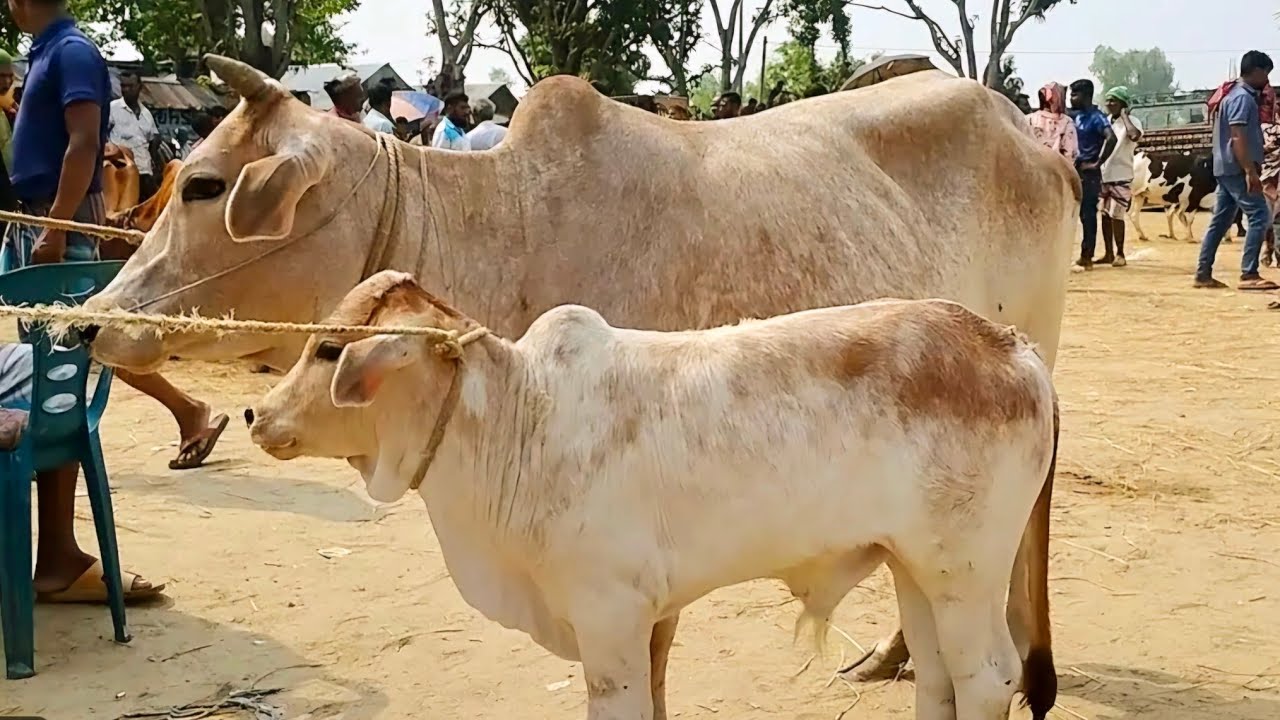 ১৭/৮/২০২৫ || বগুড়া ডাকুমারা গরুর হাট থেকে দেশি গাভী বাচ্চার বাজার || gorur hat bazar | milk cow 