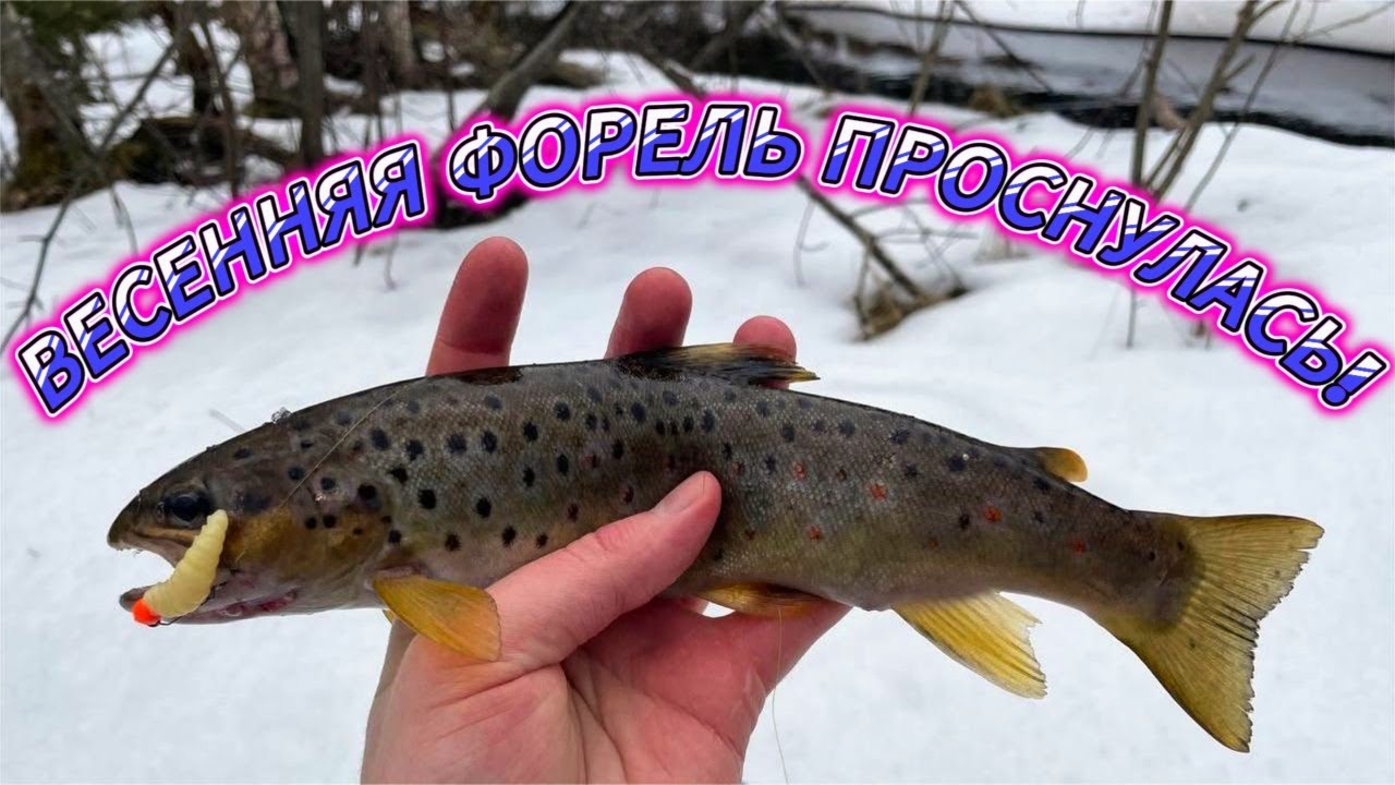 Весенняя ФОРЕЛЬ в Ленинградской области проснулась ЧАСТЬ 1. РЫБАЛКА НА СПИННИНГ 2025