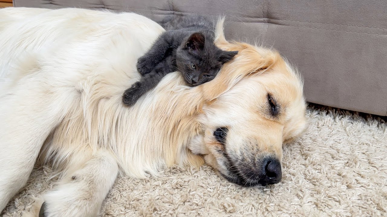 Adorable Kitten Thinks Golden Retriever Is The Best Bed In The World