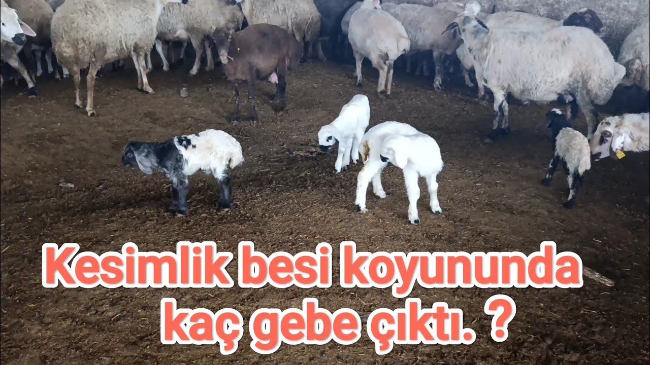 Kesimlik besi koyunundan kaç gebe çıktı.. Gebeleri ayırdık..