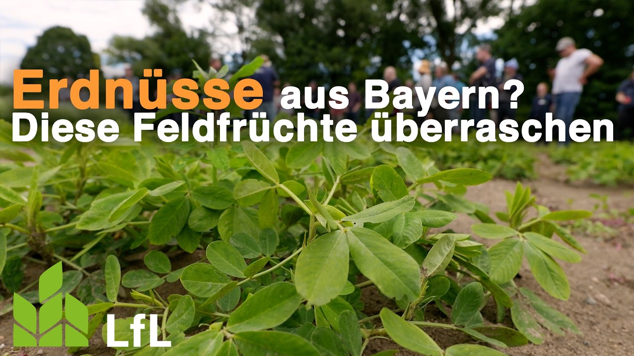 Erdn&uuml;sse aus Bayern?! Diese Feldfr&uuml;chte &uuml;berraschen alle