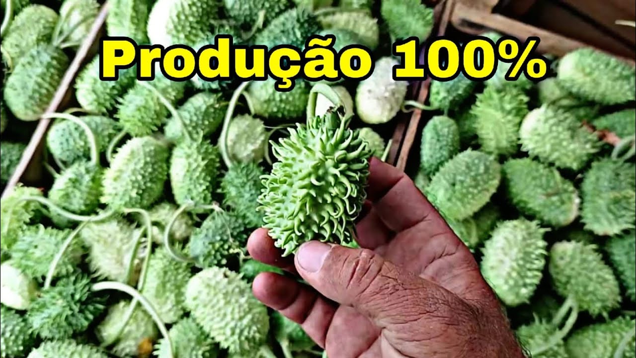 Produção 100% do Maxixe!