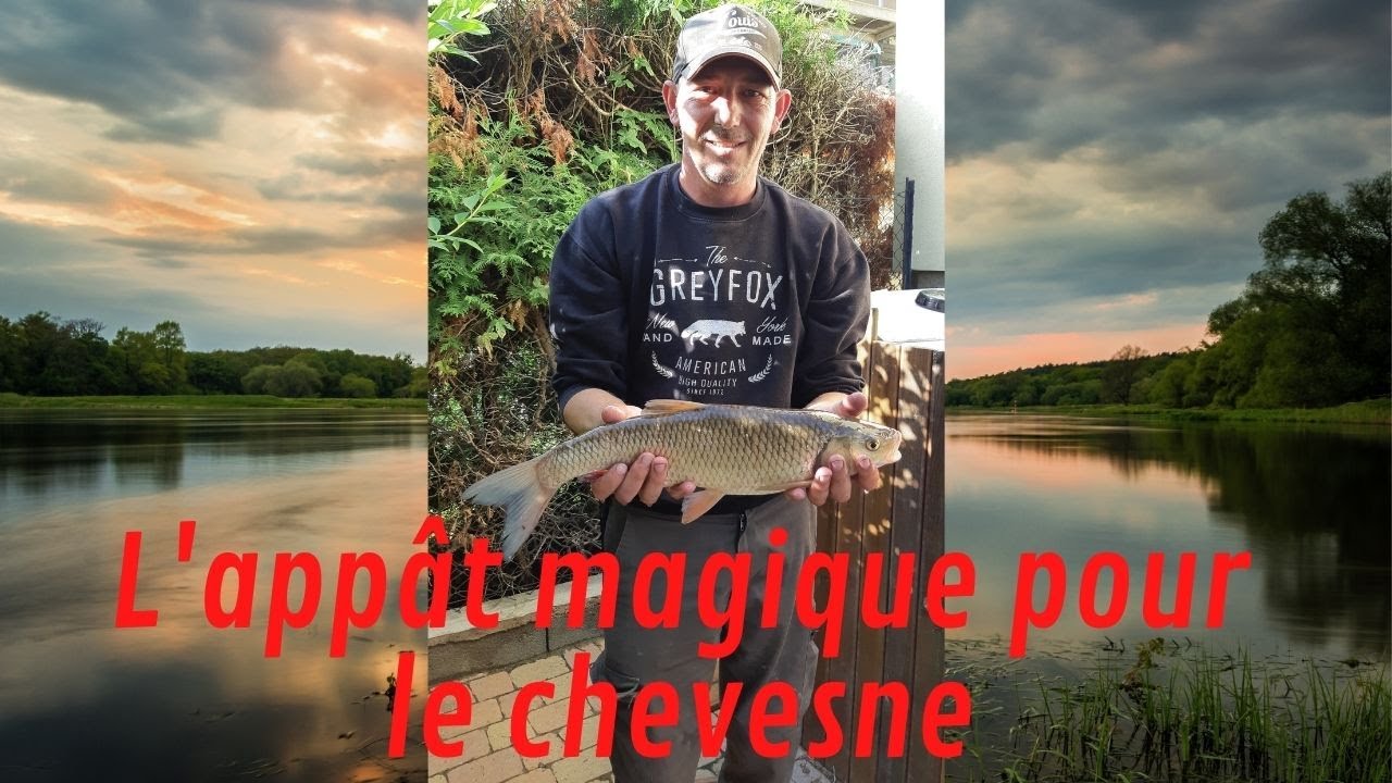 Vifs à silure ? L'appât magique pour le chevesne