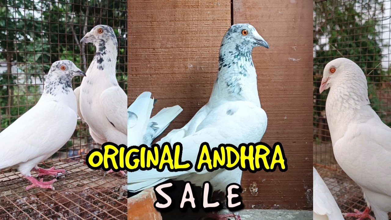 100 % GURANTEED ORIGINAL ANDHRA PIGEON FOR SALE