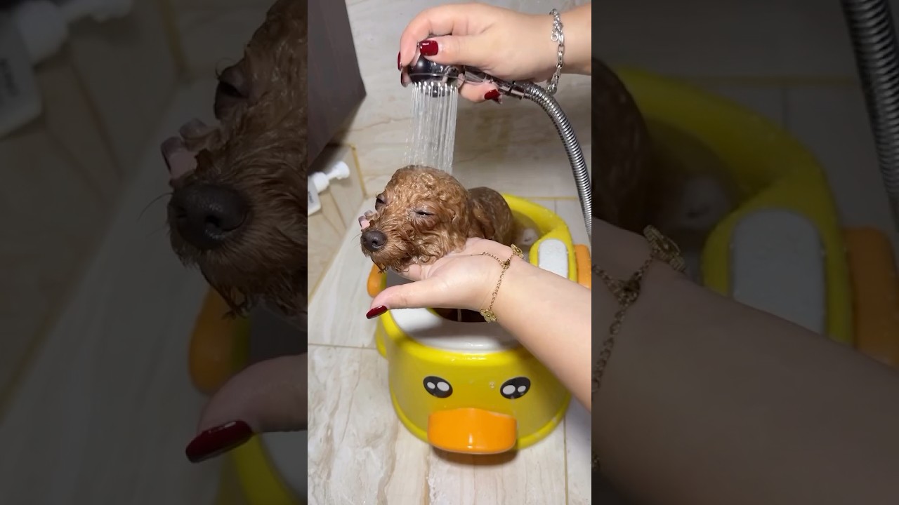 Pampered Pup: The Ultimate Relaxation! 🛁