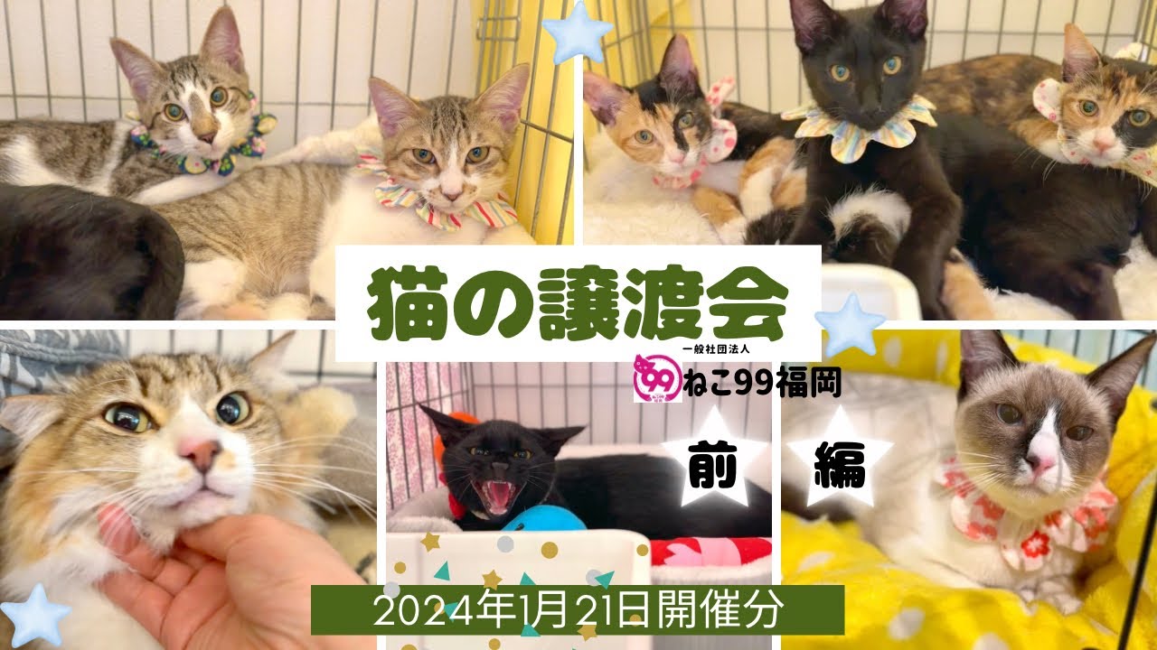 猫の譲渡会【2024年1月21日】前編14匹😸ピーツー会場から🍀ねこ99福岡の里親募集