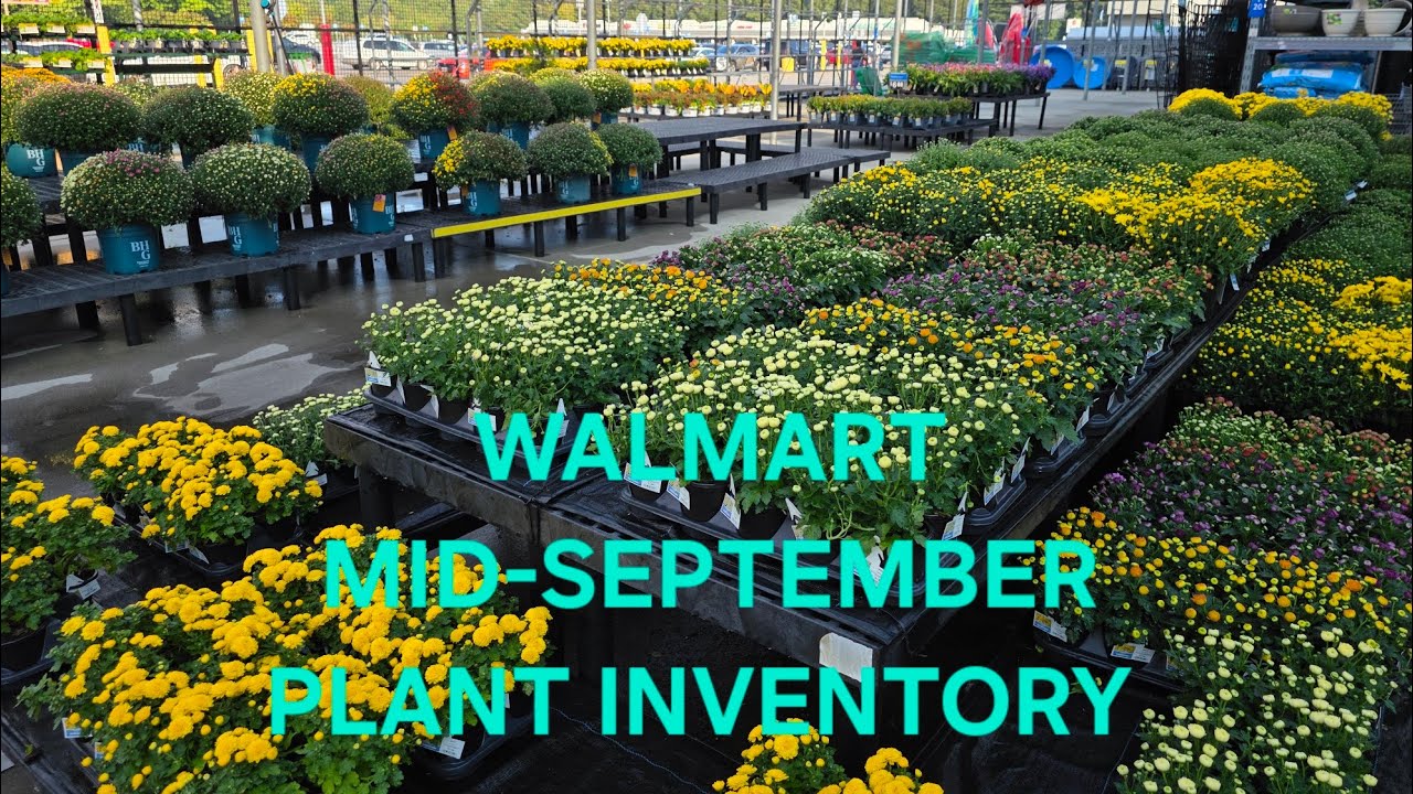 Новая партия растений в Walmart к середине сентября. Хризантемы повсюду. Многолетники и однолетники.