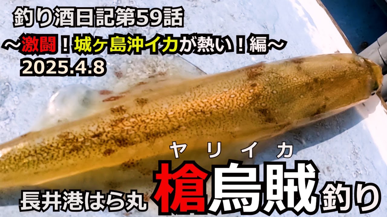 釣り酒日記第58話【ヤリイカ釣り】復調傾向⁉城ヶ島沖の旨いヤリイカを釣って美味しく頂きます♪