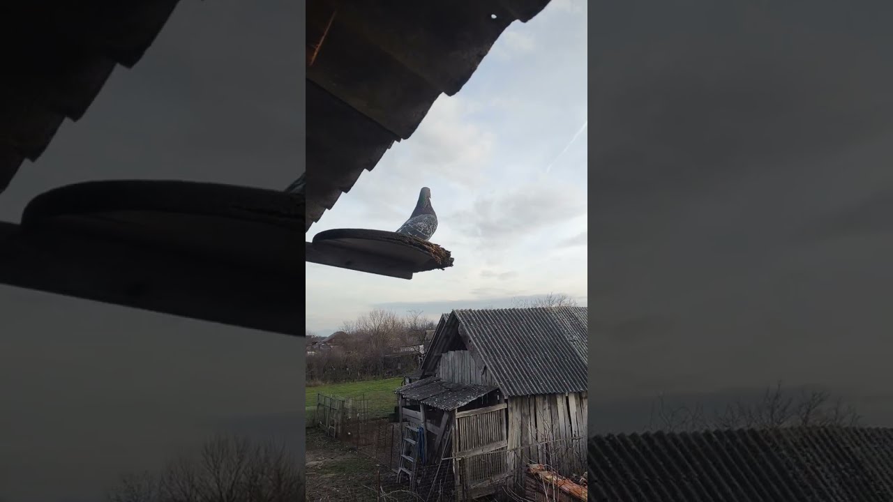 Captură Capetanos ! O neagră moțată 😁