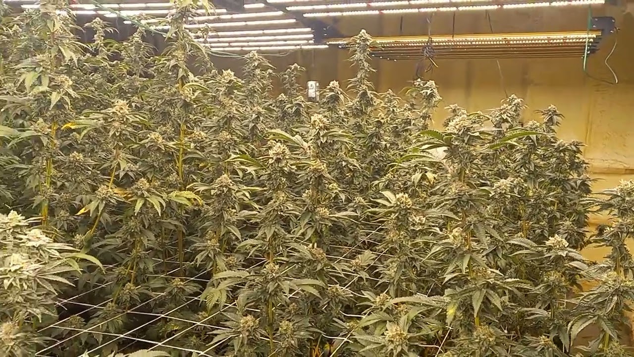 Lemon Cherry Gelato under Growers Choice 720s