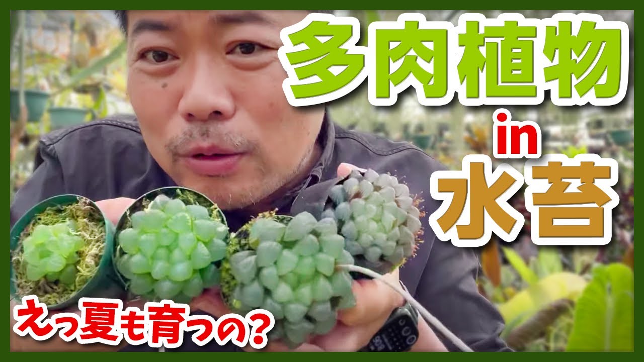 【多肉植物】水苔で育つ！？多肉植物