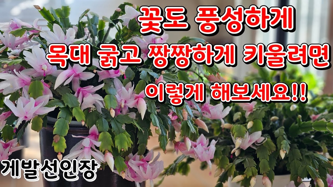 게발선인장 꽃도 풍성하게 목대 굵고 짱짱하게 키울려면 이렇게 해보세요!!/ 영상 끝까지 보시면 도움도 되실거에요~^^