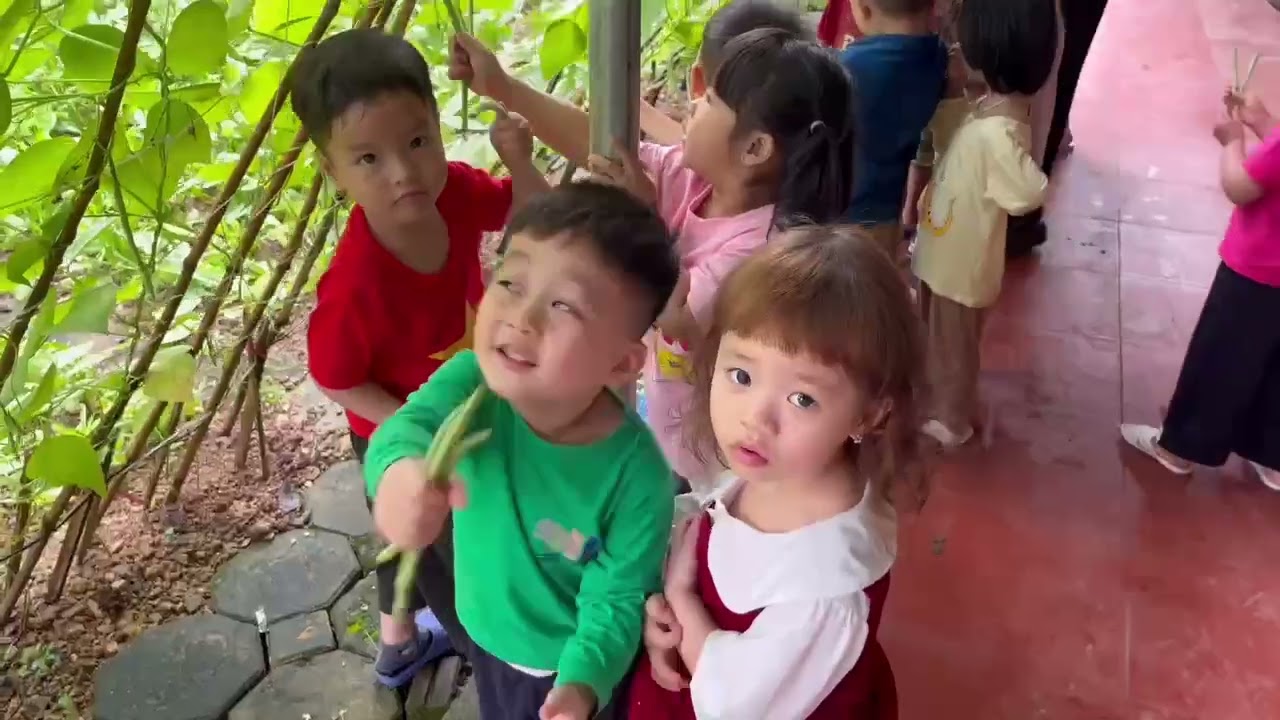 Bé trải nghiệm hái đỗ.