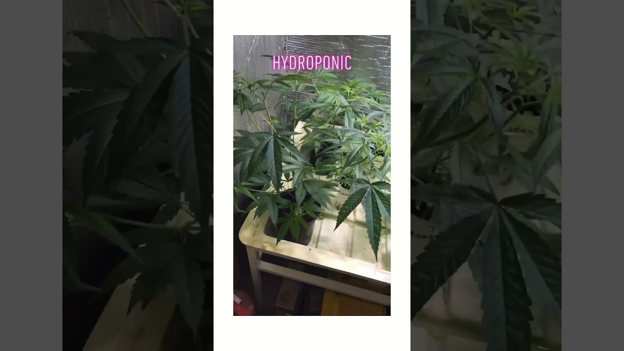 Indoor Grow Operations