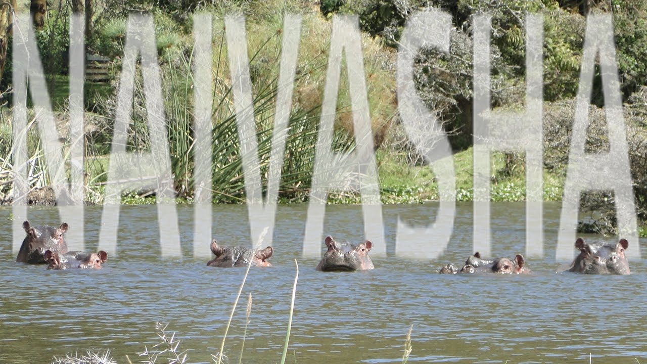 1 day in Lake Naivasha: Hippo boat safari and Crescent Island