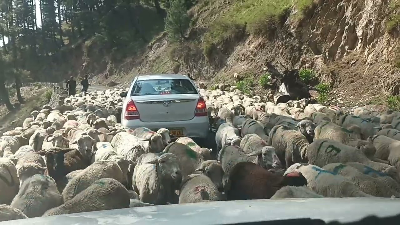 Pashmina sheep in kashmir