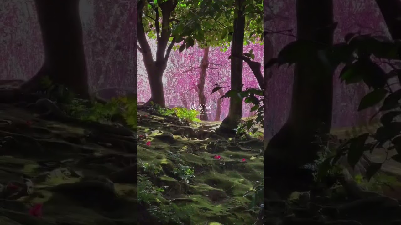 Jonan-Gu Shrine in kyoto, JAPAN #japan #japantravel #youtubeshorts