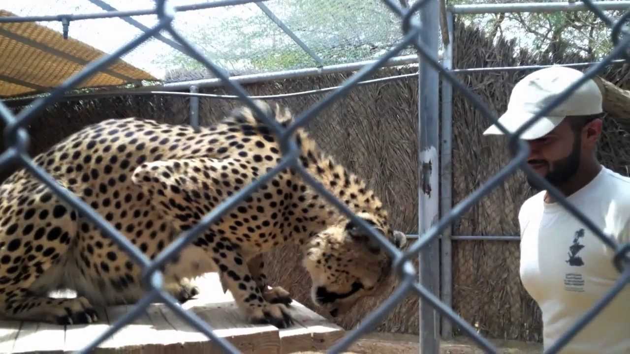 A zookeeper in Al Ain