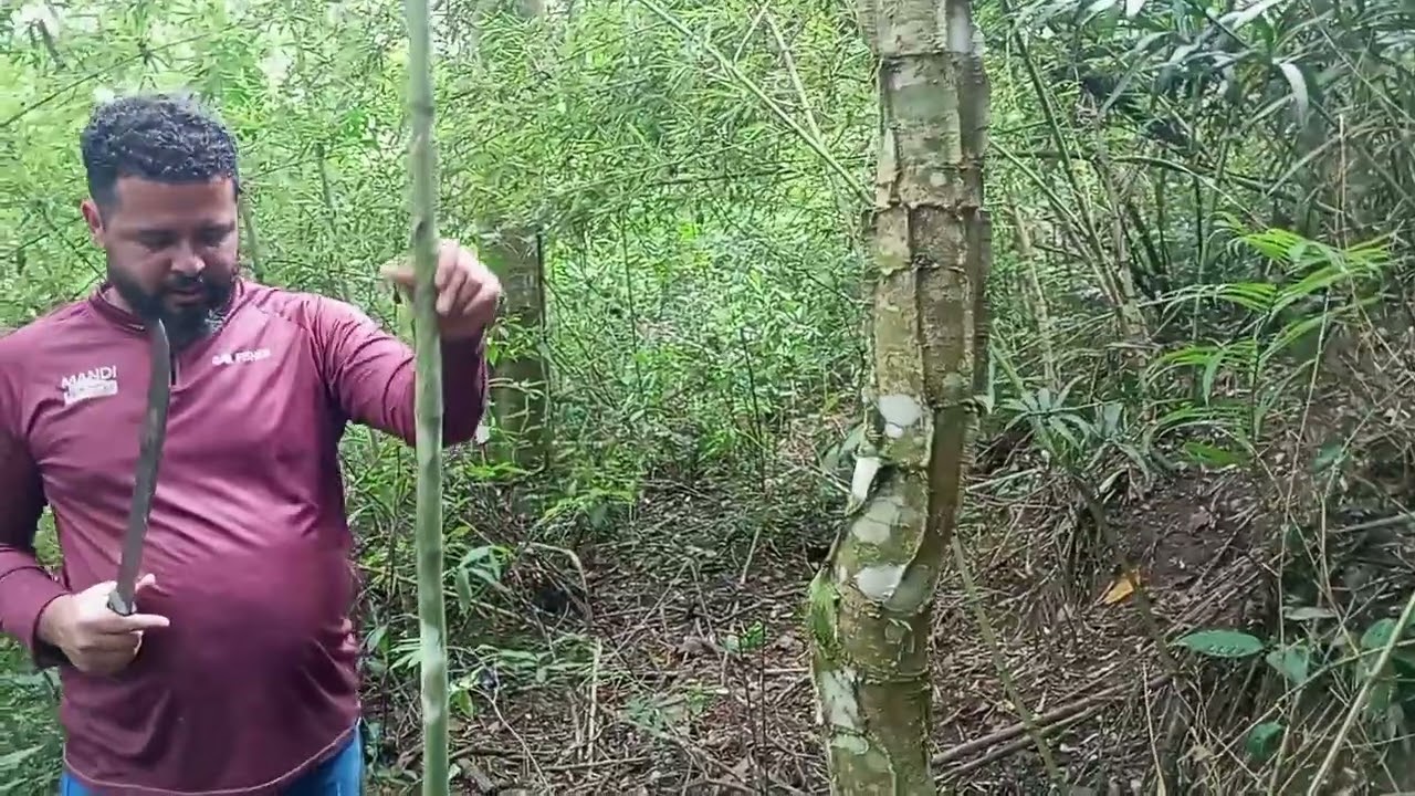 Mora No Sítio Sabe: Se Precisa De Uma Grade, o Bambu é o Melhor Amigo! 🎋