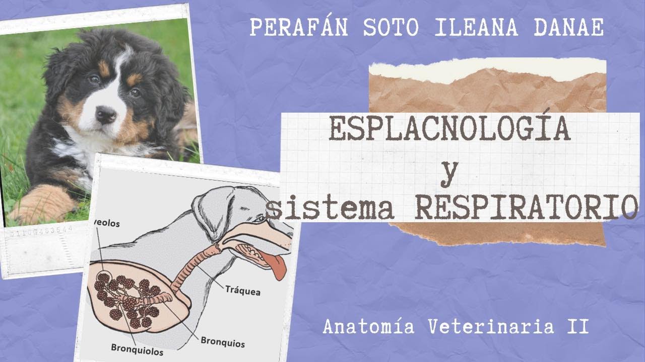 Esplacnología y Sistema Respiratorio - Anatomía Veterinaria II 👩🏻‍⚕️✨