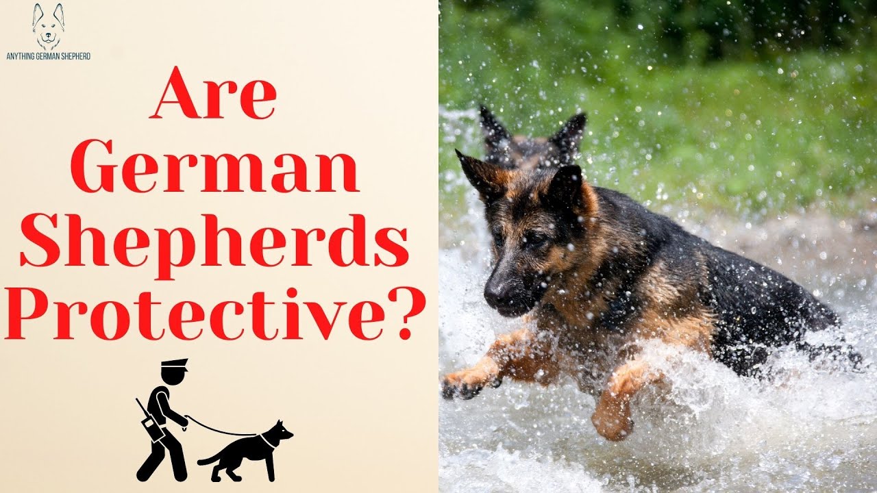 Are German Shepherds Protective? What You Should Know