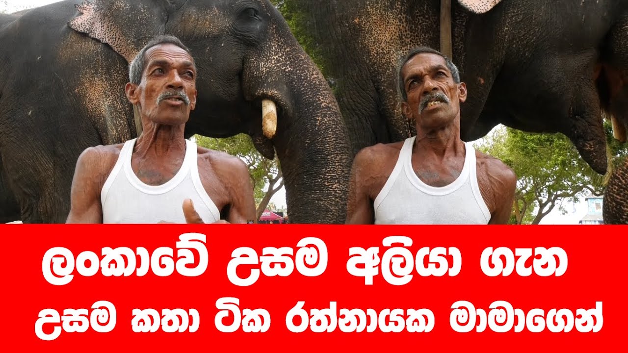 ලංකාවේ ‍ ලොකුම අලියා ගැන ලොකුම කතාව