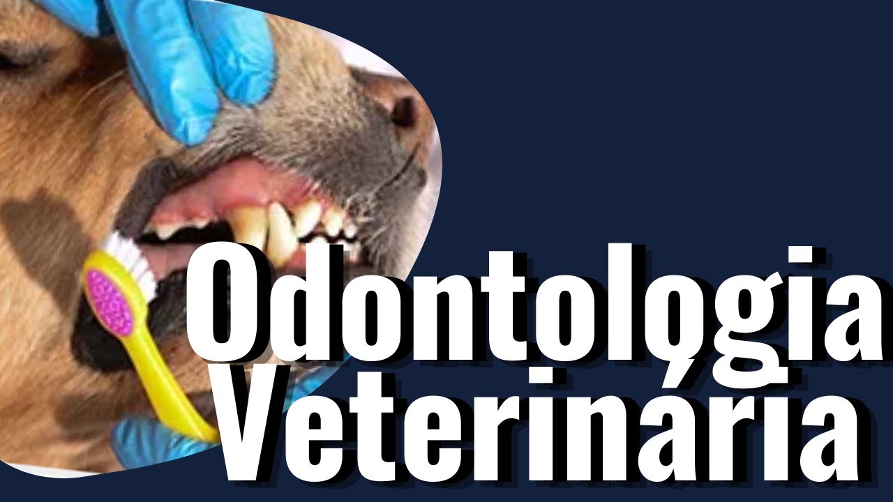 Odontologia Veterin&aacute;ria (Curso Online)