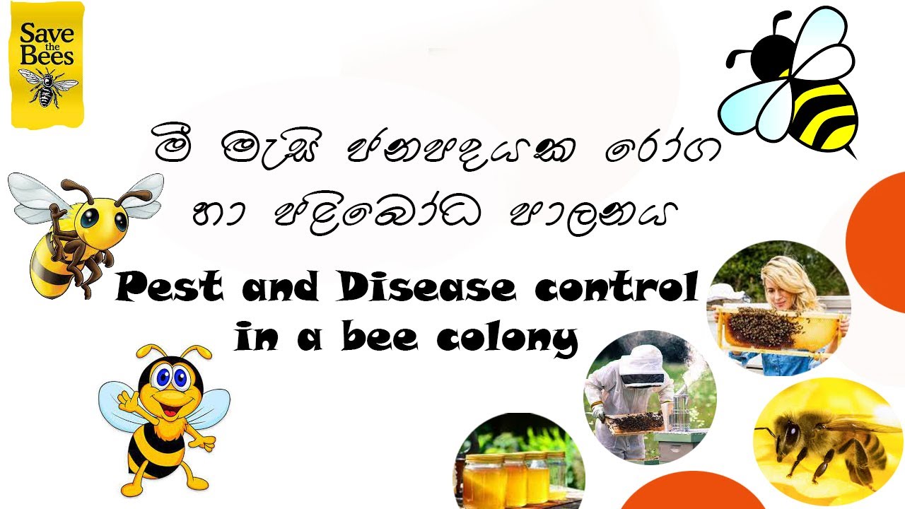 මී මැසි ජනපදයක රෝග හා පළිබෝද පාලනය. Pest And Disease Control In A Bee Colony