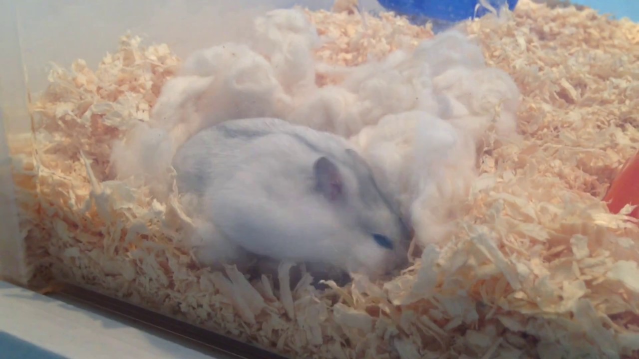 Hur man f&aring;r sin hamster tam