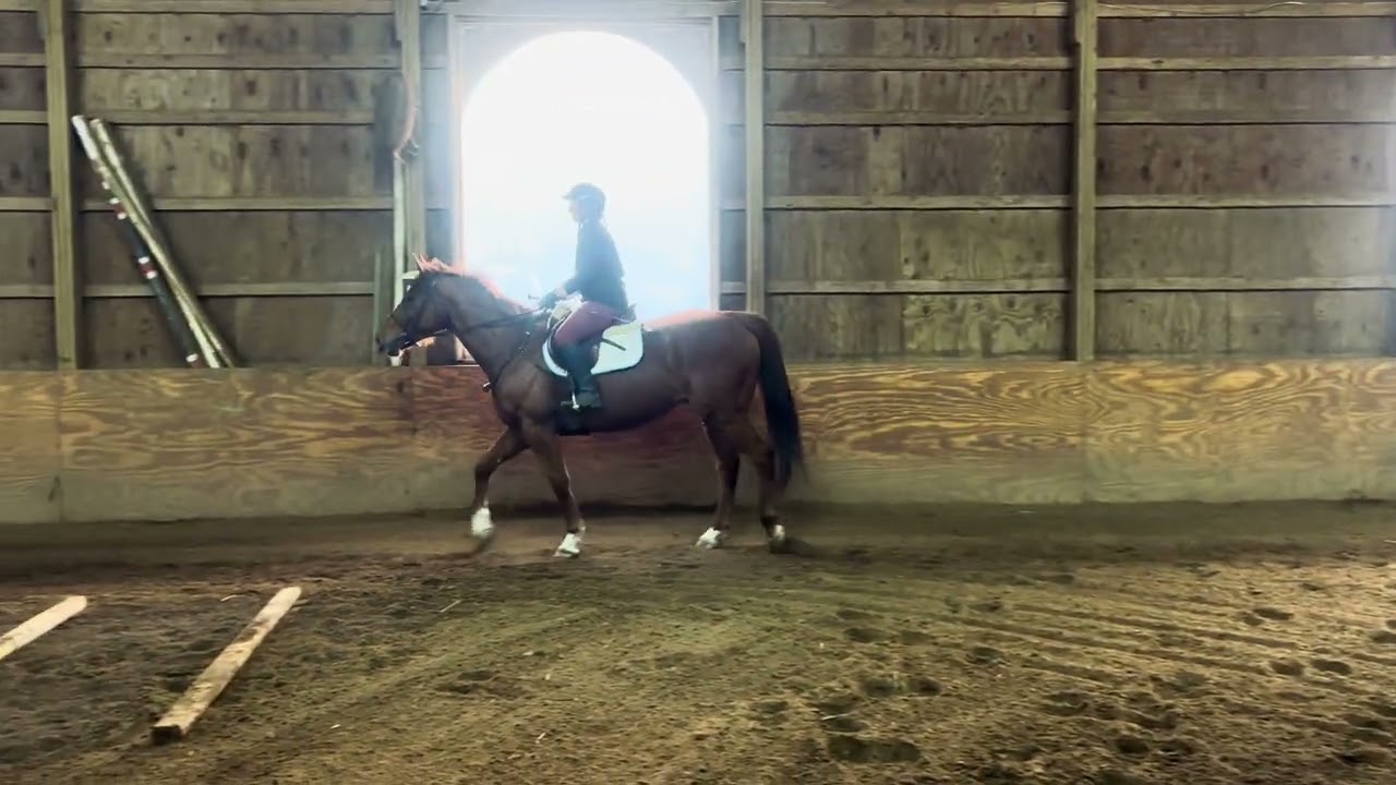 The Red Man - Adoptable Thoroughbred from our PA facility