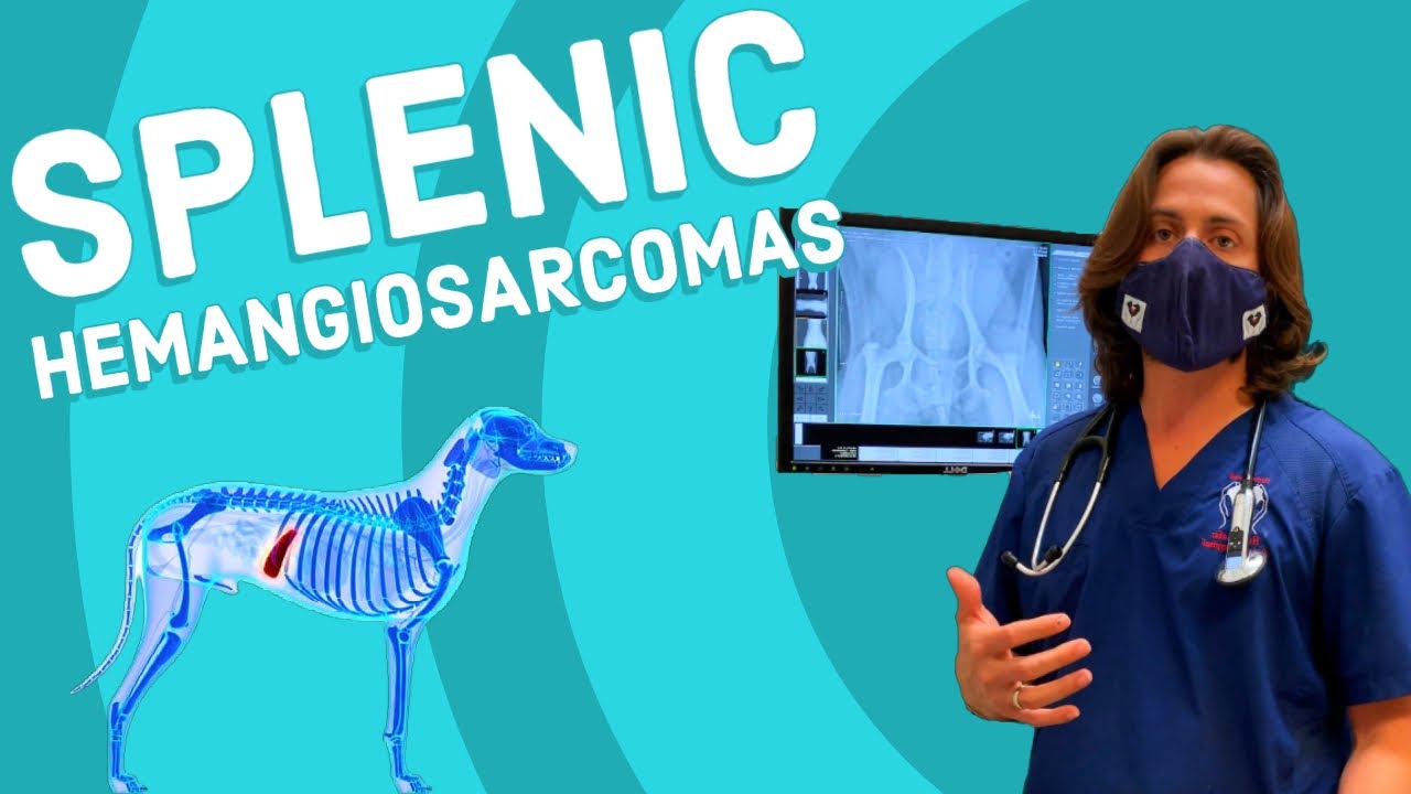 Splenic Hemangiosarcoma in Dogs