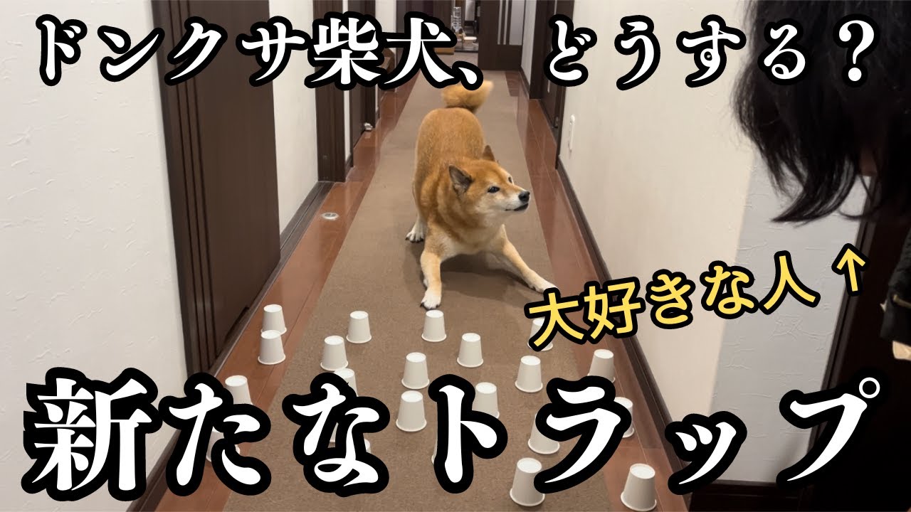 【歓喜】大好きな人が現れて、覚醒するドンクサ柴犬