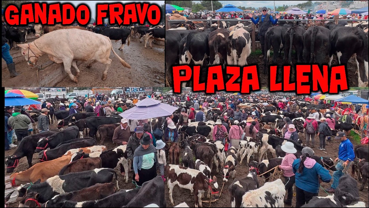 LA FERIA DE GANADO CUENCA AZUAY LLENO TOTAL CON GANADO  BRAVO Y BUENAS VACAS DE LECHE