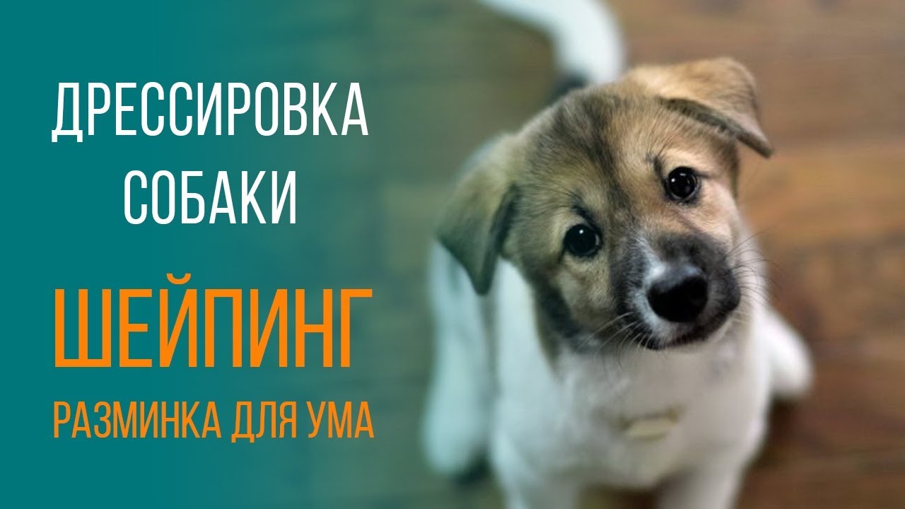 Дрессировка собаки с Татьяной Романовой. Шейпинг.