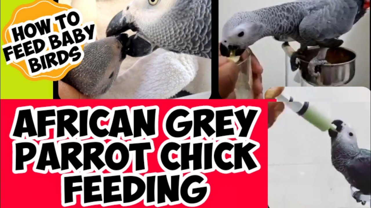African Grey Parrot Chick Growth Stages & How to feed African Grey Parrot || Parrot Chick Care 🦜😍
