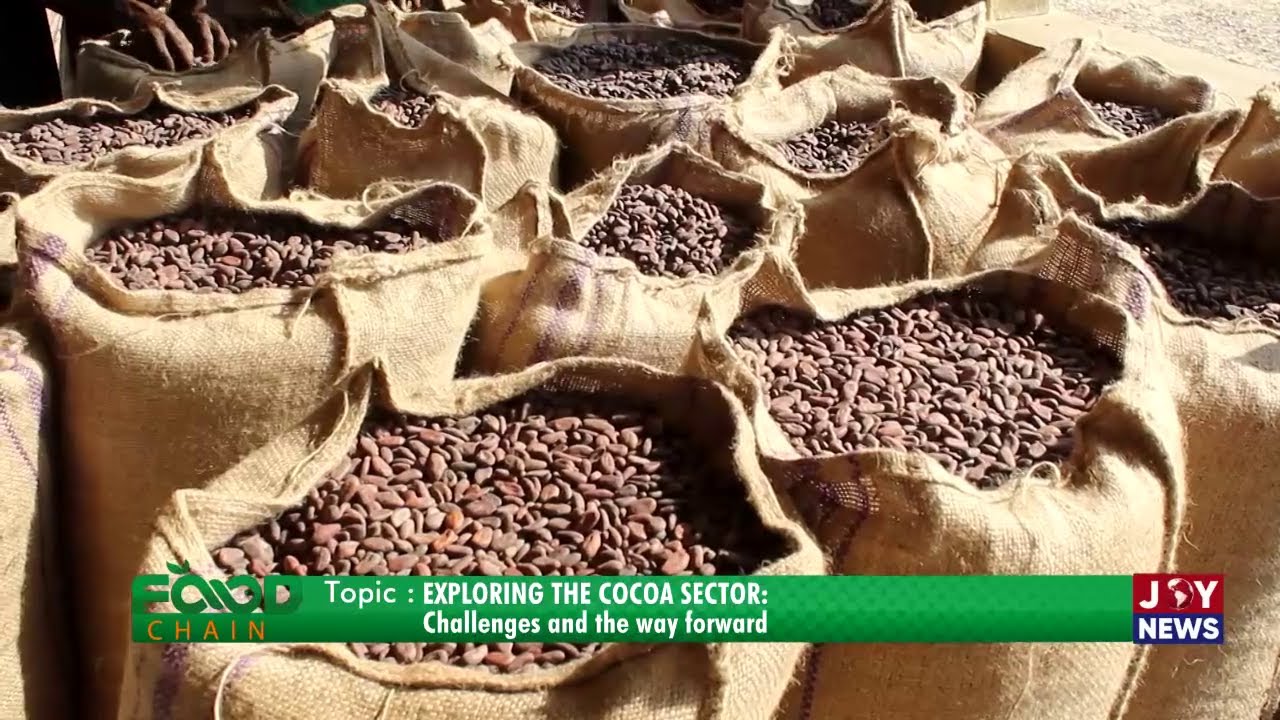 Exploring the Cocoa Sector: The bitter truth behind Ghana&rsquo;s sweetest export | Food Chain