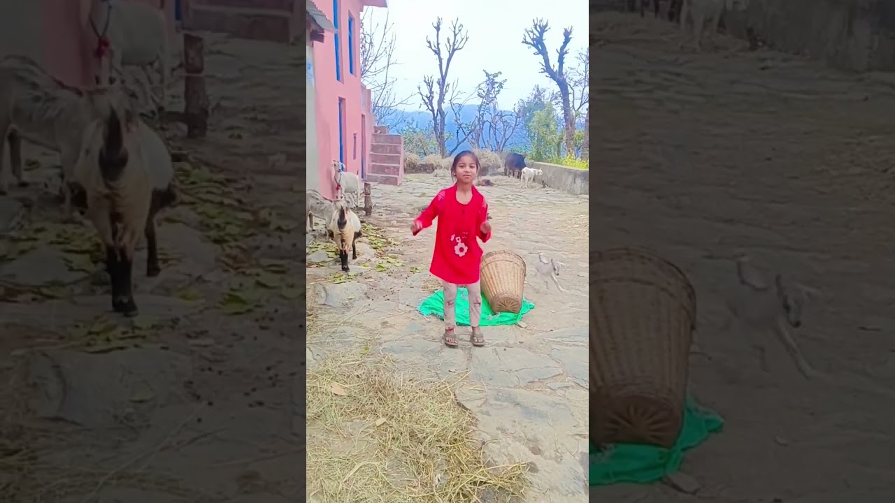 छोटी बकरी के साथ डांस