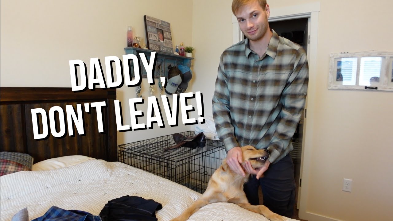 Puppy Cries When Daddy Leaves + Happy Puppy Reunion | Golden Retriever Puppy
