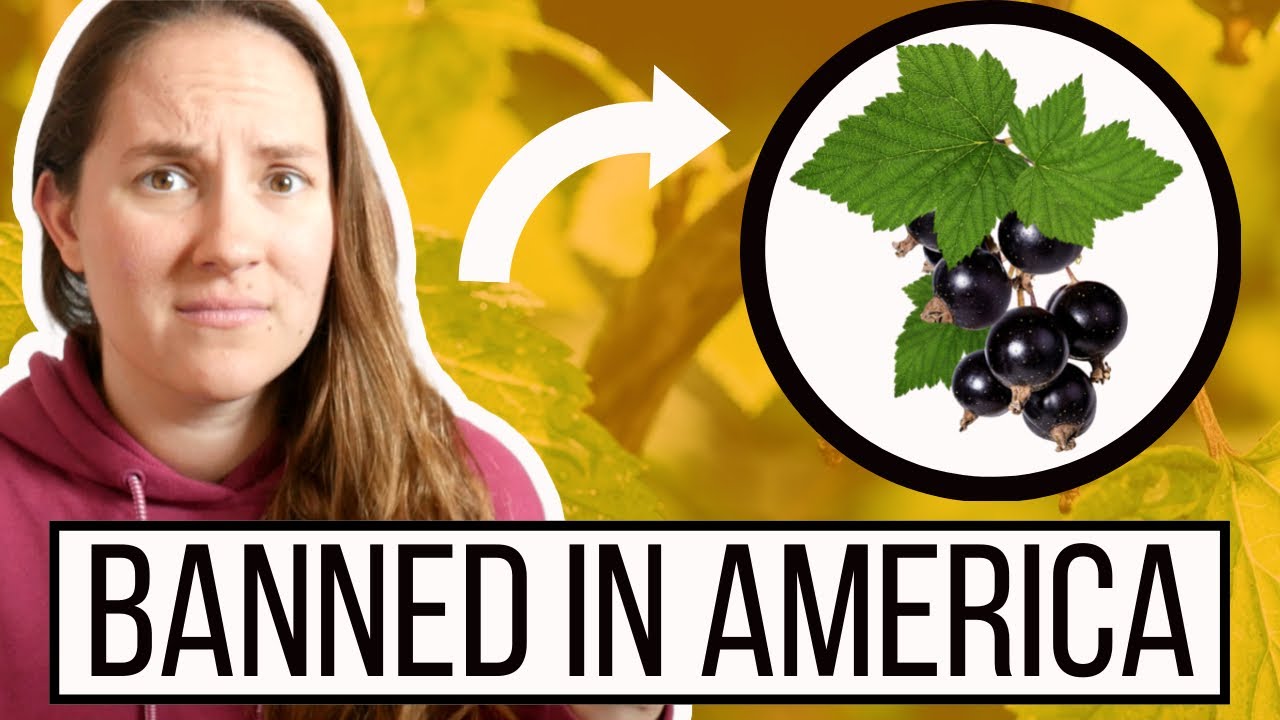 why Britain's favorite berry was BANNED in America